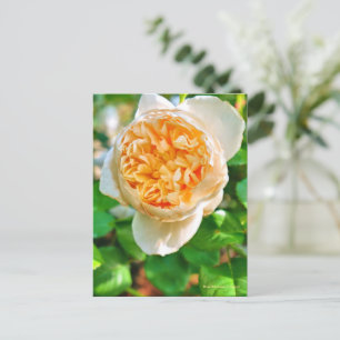 ウ ィ タ ェ ス キ シ ド. POSTKARTE
