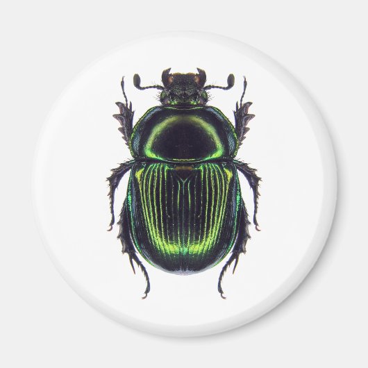 オオセンチコガネ MAGNET (Vorne)