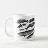 クジラの仲間 KAFFEETASSE (Links)