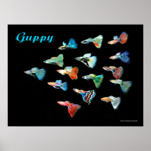 グッピーのポスター POSTER