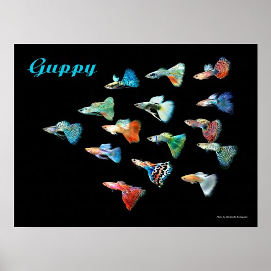 グッピーのポスター POSTER (Vorne)