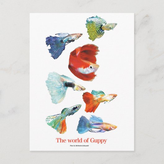 グ ピ ・ ズ POSTKARTE (Vorderseite)