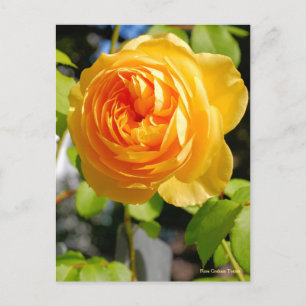 グ ラ ハ ム ト ス POSTKARTE