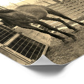 ケイメイ牧場 グラマーちゃん まるで置き物 POSTER (Ecke)