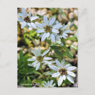 コ ウ ラ ウ ス キユソ POSTKARTE