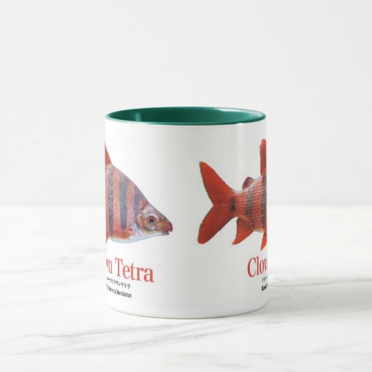 ショート・ノーズ・クラウン・テトラ TASSE (Zentrum)