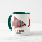 ショート・ノーズ・クラウン・テトラ TASSE (Vorderseite Links)