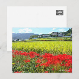 ヒガンバナ POSTKARTE