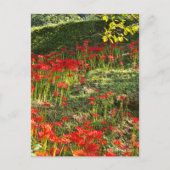 ヒガンバナ POSTKARTE (Vorderseite)