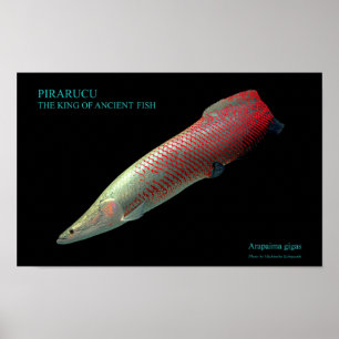 ピ ラ の ス タ ポ. POSTER