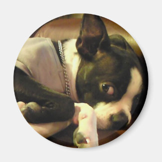 ブチ　マグネット　丸 MAGNET