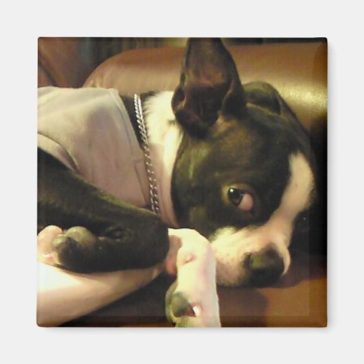 ブチ　マグネット　角 MAGNET (Vorne)