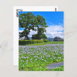 ホテイアオイ POSTKARTE
