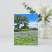 ホテイアオイ POSTKARTE (Stehend Vorderseite)