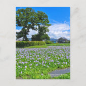 ホテイアオイ POSTKARTE (Vorderseite)