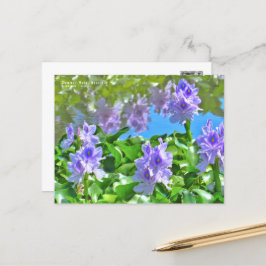 ホテイアオイ POSTKARTE