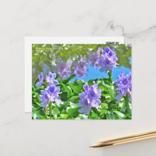 ホテイアオイ POSTKARTE (Vorderseite/Rückseite Beispiel)
