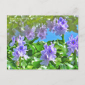 ホテイアオイ POSTKARTE (Vorderseite)