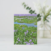 ホテイアオイ POSTKARTE (Stehend Vorderseite)