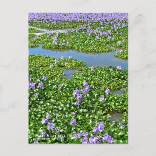 ホテイアオイ POSTKARTE (Vorderseite)