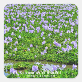 ホテイアオイ QUADRATISCHER AUFKLEBER