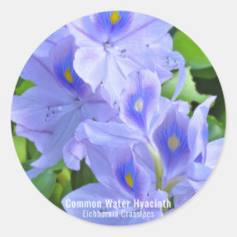 ホテイアオイ RUNDER AUFKLEBER