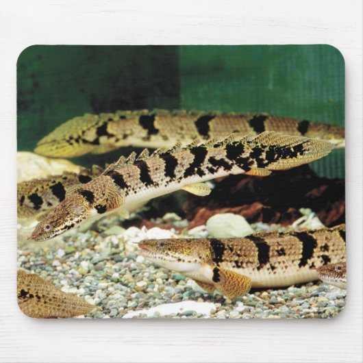 ポ テ ス ・ デ dann リ. mousepad (Vorne)