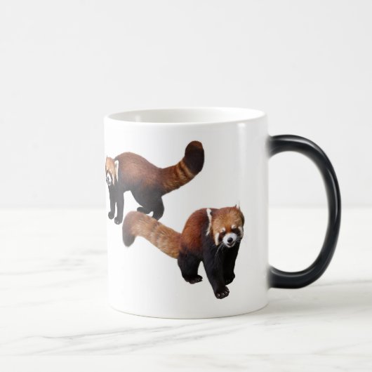 レッサーパンダ VERWANDLUNGSTASSE (Rechts)