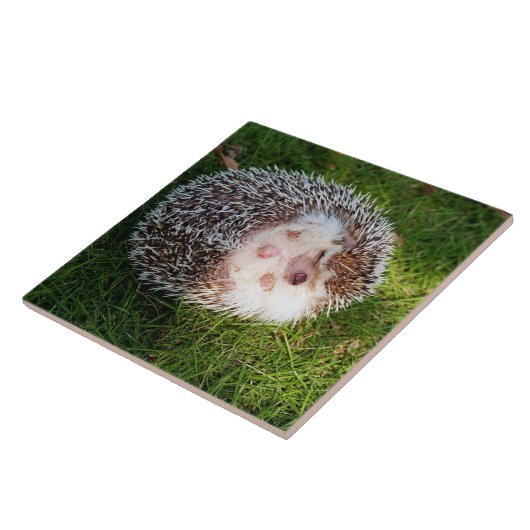 丸まったハリネズミ FLIESE (Seite)