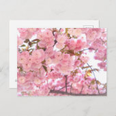 八 重 (Gebläse der Doppelkirsche): Postkarte (Vorne/Hinten)