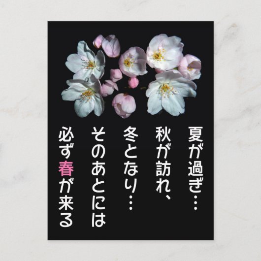 募 金 用 , Kirschblüten , 桜 Postkarte (Vorderseite)