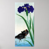 古 und Iris ア メ, 邨 Moorhens Poster (Vorne)