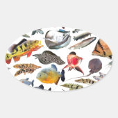 大型熱帯魚 OVALER AUFKLEBER (Vorderseite)