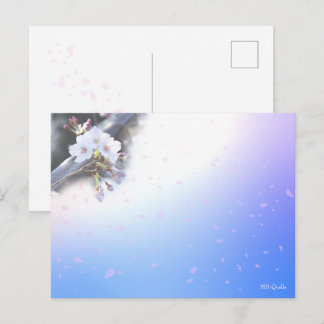桜のシーズンポストカード  POSTKARTE
