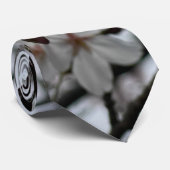 桜2023 KRAWATTE (Gerollt)