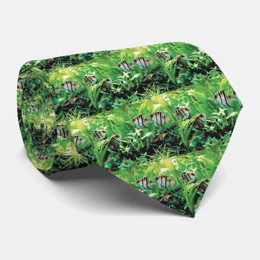 淡水性のエンゼルフィッシュ KRAWATTE (Gerollt)