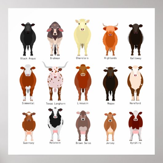 牛 の 種 類 覧 一 POSTER (Vorne)