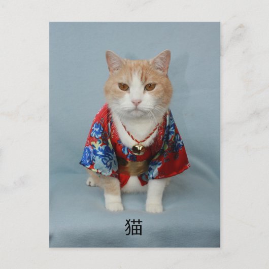 猫 POSTKARTE (Vorderseite)
