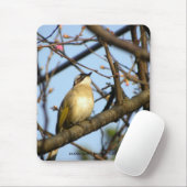 白頭翁 chinesischer Bulbul-Vogel auf Mousepad (Mit Mouse)