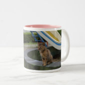 美形のキジトラ猫の女の子 ZWEIFARBIGE TASSE (VorderseiteRechts)
