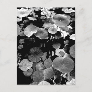 蓮 の 葉 POSTKARTE