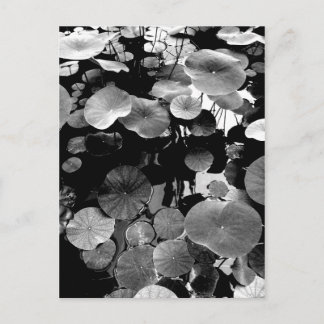 蓮 の 葉 POSTKARTE