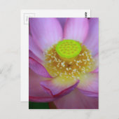 蓮 POSTKARTE (Vorne/Hinten)