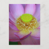 蓮 POSTKARTE (Vorderseite)