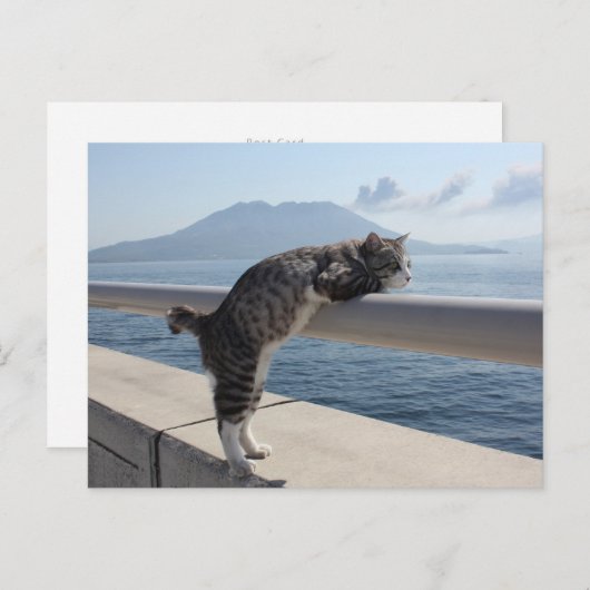 野 良 猫 ニ 吉 錦 【 POSTKARTE (Vorne/Hinten)