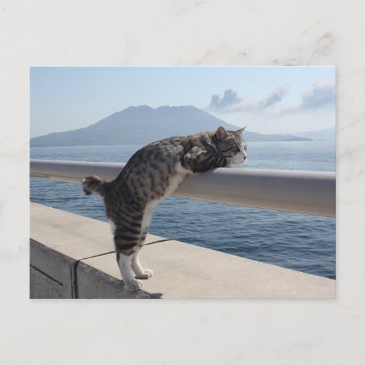 野 良 猫 ニ 吉 錦 【 POSTKARTE (Vorderseite)