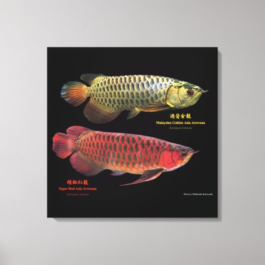 金と赤のAsian Arowana Leinwanddruck (Vorderseite)