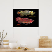 金と赤のAsian Arowana Poster (Küche)