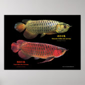 金と赤のAsian Arowana Poster (Vorne)