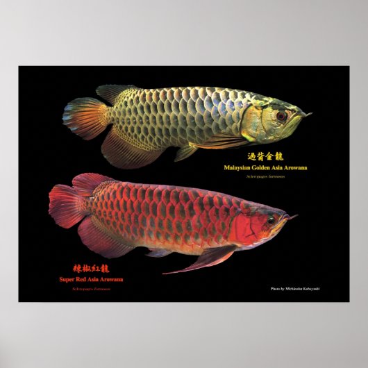 金と赤のAsian Arowana Poster (Vorne)